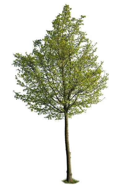 Albero Pioppo Isolato Sfondo Bianco Con Percorso Ritaglio — Foto Stock