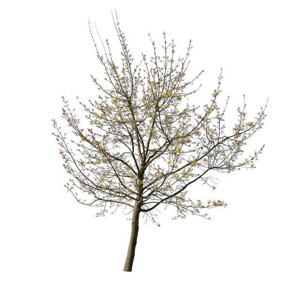 Albero Primaverile Pre Fioritura Isolato Sfondo Bianco — Foto Stock