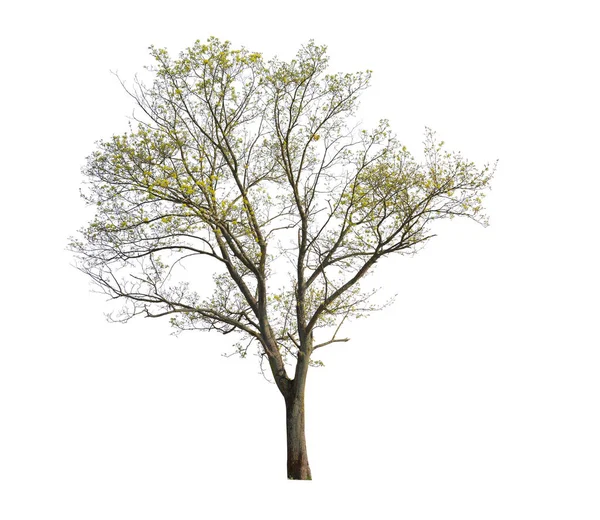 Acero Isolato Sfondo Bianco Ritagliato Albero — Foto Stock