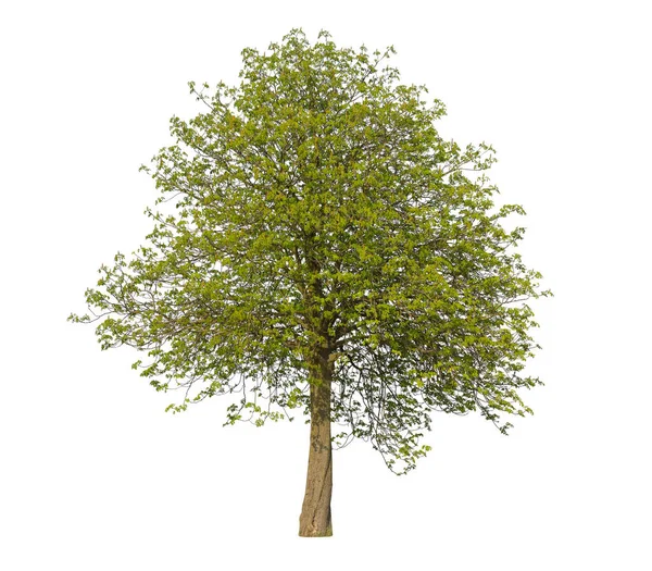 Tilia Boom Ook Bekend Als Linde Het Voorjaar Geïsoleerd Witte — Stockfoto