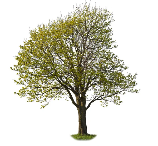 Bahar Mevsiminde Beyaz Arka Planda Soyutlanmış Bir Akçaağaç Kes Ağacı — Stok fotoğraf