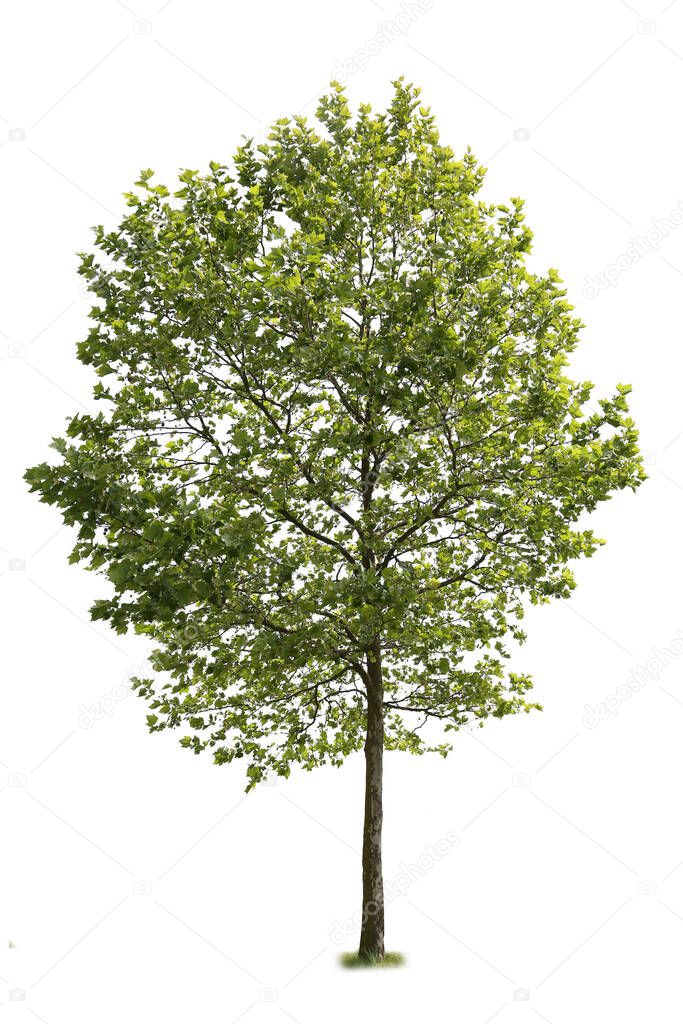 American Sycamore tree, a species of Plane Tree, isolated on white background.