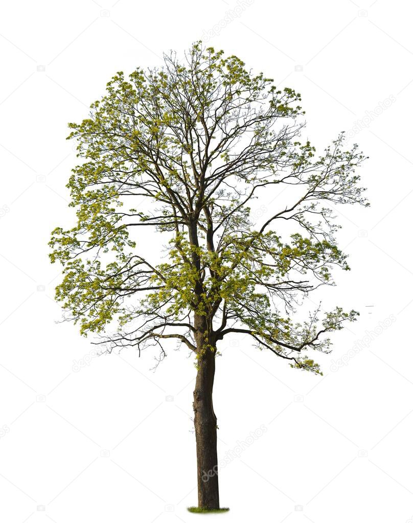 Norway Maple, known also as Acer platanoides, isolated on white background.