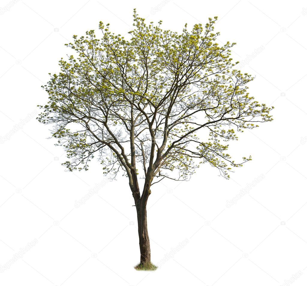 Isolated Blooming Tree on white background. Maple tree cutout