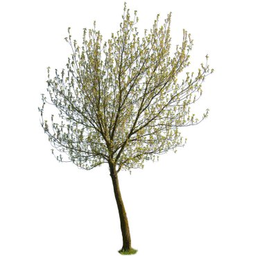 Acer negundo, diğer adıyla Kutu Yaşlısı veya Manitoba Maple, beyaz arka planda izole.