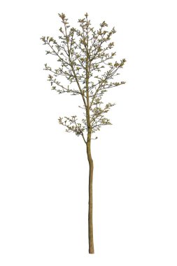 Beyaz arkaplanda izole edilmiş güzel bahar ağacı.