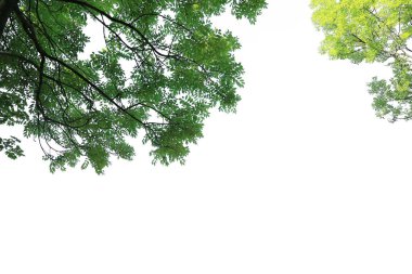 Beyaz arkaplanda yeşil yapraklı konum dalı.