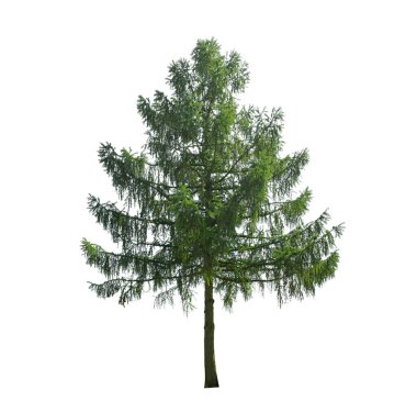 Avrupa Karaçamı, beyaz arkaplanda izole edilmiş.