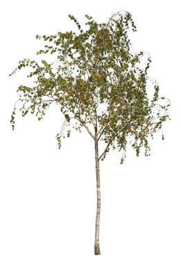 Betula, huş ağacı olarak da bilinir. Beyaz arka planda izole et..