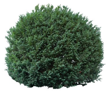 Boxwood çalılık kesiti beyaz arkaplanda izole edildi.
