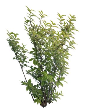 Ağlayan incir, beyaz arka planda izole edilmiş bir incir ağacı türü..