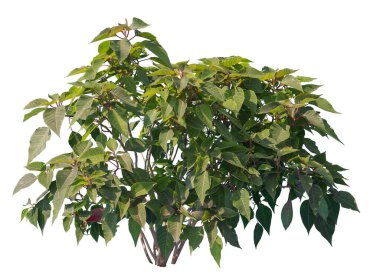 Yeşil yapraklı Poinsettia çalısı, beyaz arkaplanda izole.