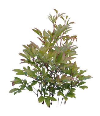 Peony Shurb beyaz arka planda izole edilmiş. Kesme fabrikası.