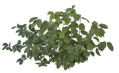 Yapay çalı beyaz arkaplanda izole edildi.