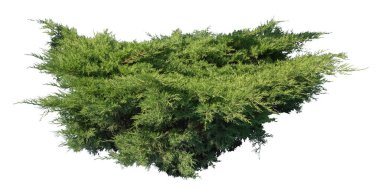 Ardıç çalısı, beyaz arkaplanda yalıtılmış bitki.