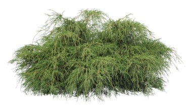 Beyaz arkaplanda söğüt çalılığı izole edildi, kesme resmi.