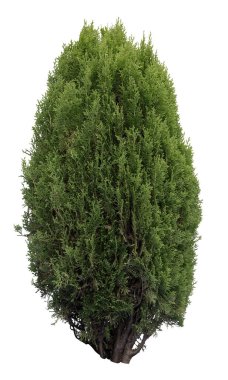 Oryantal arborvitae, beyaz arka planda izole edilmiş Platycladus 'un bir parçası..