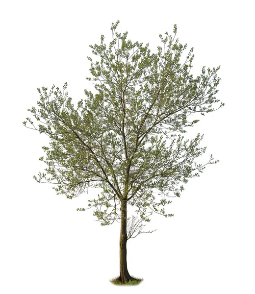 Isolierter Olivenbaum Auf Weißem Hintergrund Frühling Baumschnitt — Stockfoto