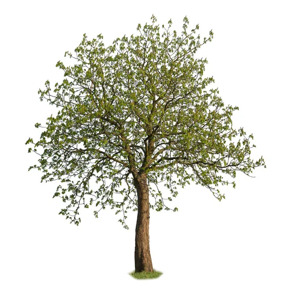 ティリアの木もリンデンと呼ばれ 白い背景に隔離されている — ストック写真