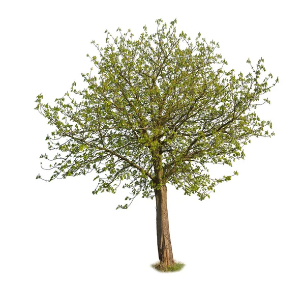 Rosskastanie Ausgeschnitten Isolierter Baum Auf Weißem Hintergrund — Stockfoto