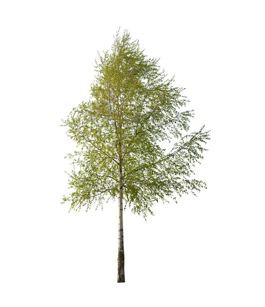 Bir huş ağacı, beyaz arka planda izole edilmiş Betula cinsinin ince yapraklı bir yaprak döken ağacıdır..