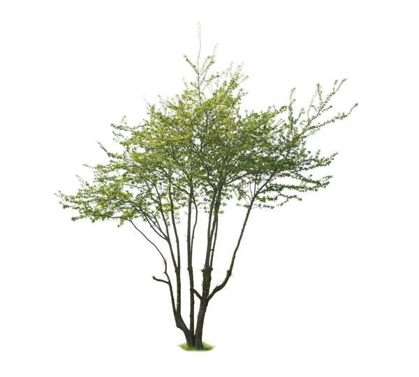 Albero Olmo Durante Primavera Albero Foglie Verdi Isolato Sfondo Bianco — Foto Stock