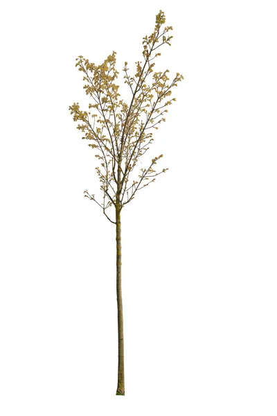 Cutout Spring Tree Isolated White Background — Stock Photo, Image