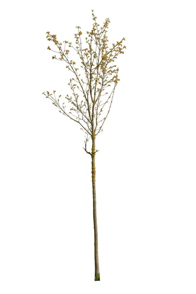 Sarı Yapraklı Ağaç Kesilip Beyaz Arkaplanda Izole Edilmiş — Stok fotoğraf