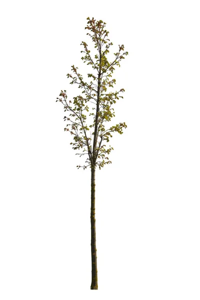 Sprin Albero Con Foglie Verdi Ritagliare Immagine Isolata Con Percorso — Foto Stock