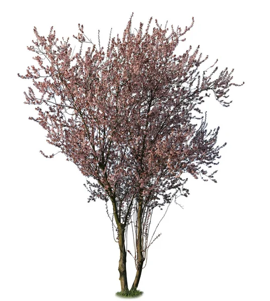 Cherry Blossom Tree Cut Out Tree Isolated White Background Clipping — Stock Photo, Image