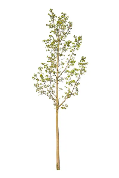 Bahar Ağacı Yaprak Döken Bitki Beyaz Arka Planda Kesilmiş Ağaç — Stok fotoğraf