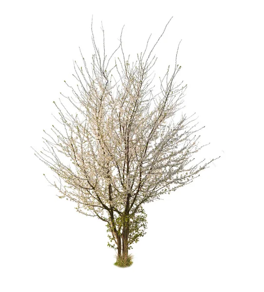 Μια Κερασιά Δαμάσκηνο Ανθίζει Την Άνοιξη Μεμονωμένο Δέντρο Λευκό Φόντο — Φωτογραφία Αρχείου