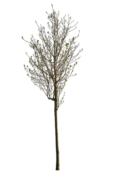 Олеа Europaea Известный Оливковое Дерево Вырезать Дерево Белом Фоне — стоковое фото
