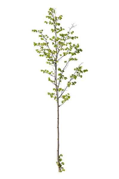 Prunus Avium Más Néven Madár Cseresznyefa Elszigetelt Fehér Alapon — Stock Fotó