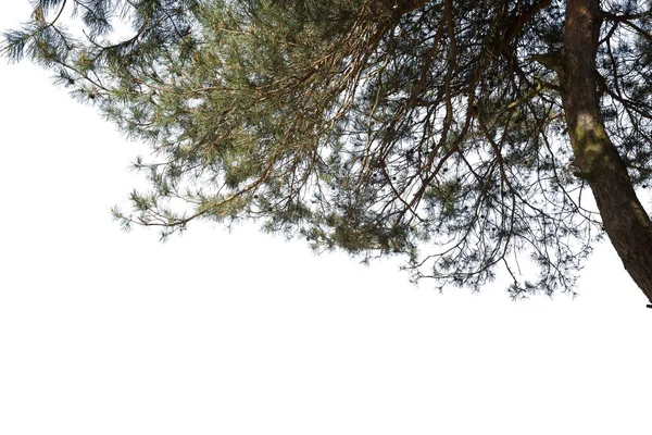 Beyaz arkaplanda çam ağacı dalları izole.