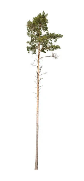 Evergreen Pine ağacı beyaz arkaplanda izole.