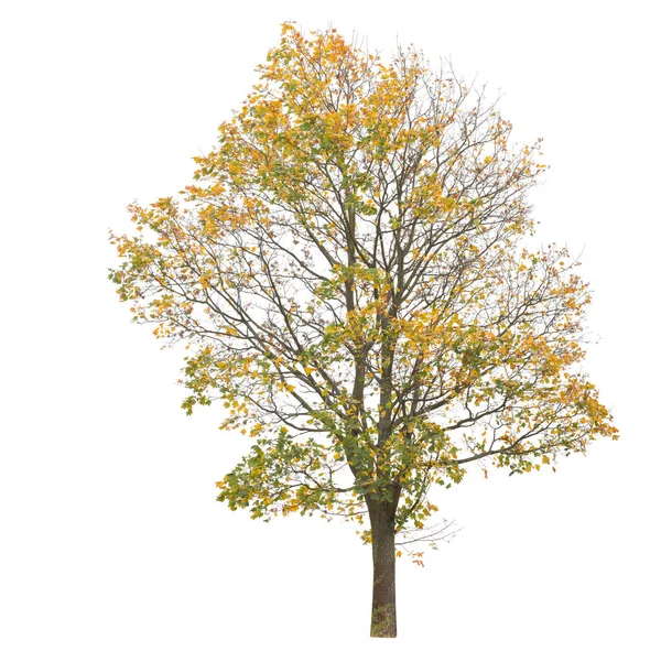 Árbol Hoja Amarilla Otoñal Aislado Sobre Fondo Blanco — Foto de Stock