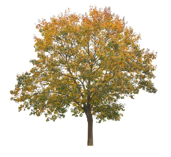 Acer Nigrum Czarny Klon Gatunek Klonu Blisko Spokrewniony Saccharum Drzewo — Zdjęcie stockowe