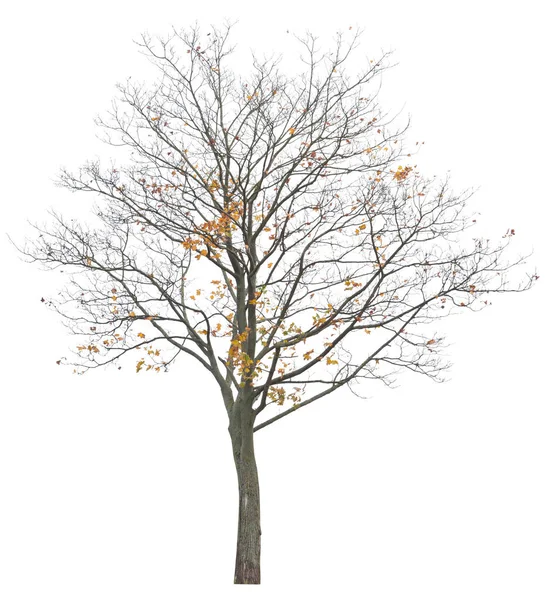 Árvore Bordo Semi Sem Folhas Isolada Sobre Fundo Branco — Fotografia de Stock