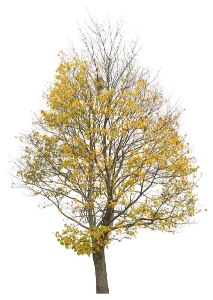 Cortar Árbol Hojas Amarillas Aislado Sobre Fondo Blanco —  Fotos de Stock