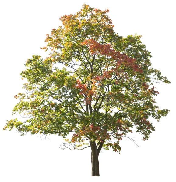 Jesienne Klonowe Drzewo Kolorowych Liści Izolowanych Białym Tle — Zdjęcie stockowe