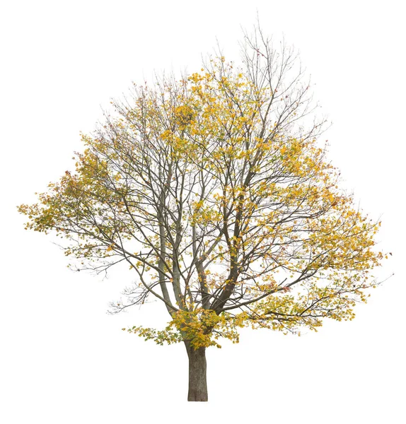 Érable Automne Avec Des Feuilles Jaunes Orange Arbre Isolé Découpé — Photo