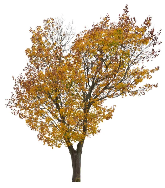 Norwegischer Ahorn Herbstlicher Gelbblättriger Baum Auf Weißem Hintergrund — Stockfoto