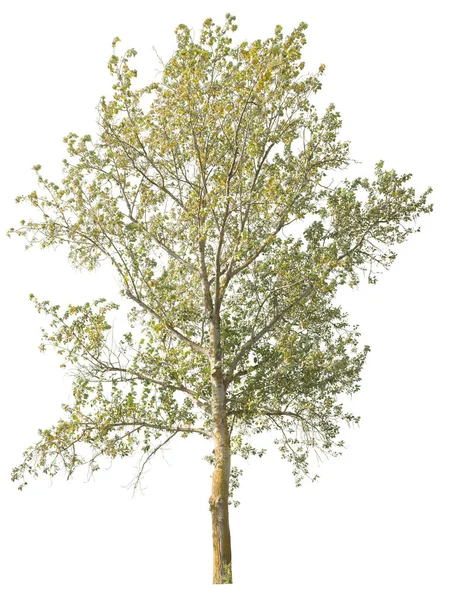 Kalkboom Herfst Met Gele Groene Bladeren Uitsnede Geïsoleerd Witte Achtergrond — Stockfoto