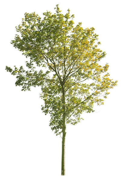 Herbst Platane Isolierter Baum Auf Weißem Hintergrund — Stockfoto