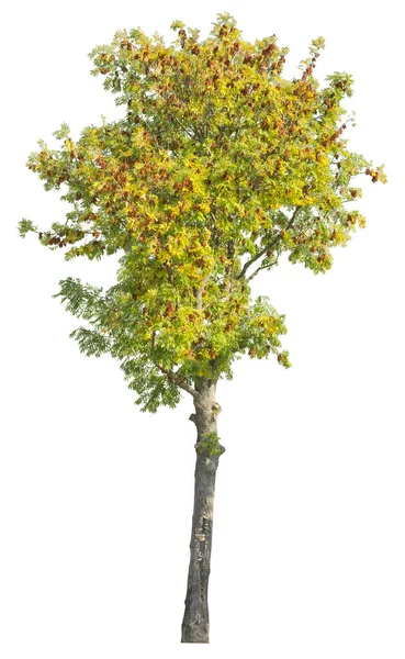 インドの誇り またはニスの木としても知られている黄金の木は 白い背景に隔離された切り取られた木 — ストック写真