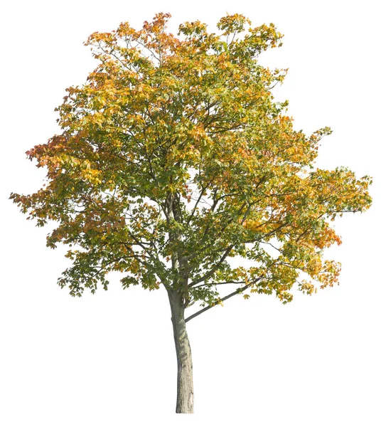 Gelbblättriger Ahorn Herbst Isolierter Baum Auf Weißem Hintergrund — Stockfoto