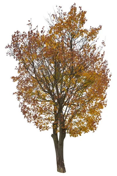 Eikenboom Met Sinaasappelbladeren Herfst Uitsnijboom Witte Achtergrond — Stockfoto