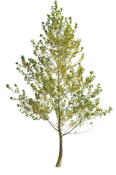 Лиственное Дерево Зелеными Желтыми Листьями Время Осеннего Сезона Изолированные Белом — стоковое фото