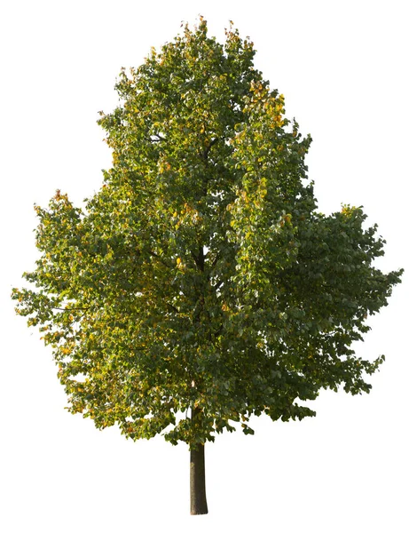 Beyaz Zemin Üzerinde Yalıtılmış Ağaç Sarı Yaprakları Var Yaprak Döken — Stok fotoğraf